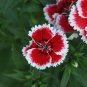 Dianthus Chinensis Bonsai Mix Color Flower Pot Plant 50 PCS Seeds