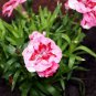 Dianthus Caryophyllus Carnation Black Double Flowers with White 100 PCS Seeds