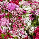 Dianthus Caryophyllus Mother Flower 50 PCS Seeds Dianthus Caryophyllus Mother Flower 50 PCS Seeds