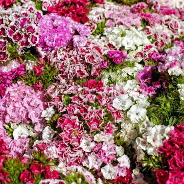 Dianthus Caryophyllus Mother Flower 50 PCS Seeds