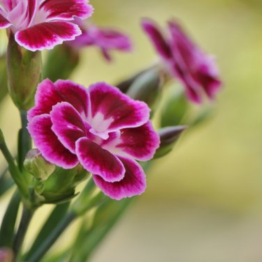 Dianthus Caryophyllus Heirloom Carnation Flower 200 PCS Seeds