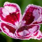 Dianthus Caryophyllus Heirloom Carnation Flower 200 PCS Seeds