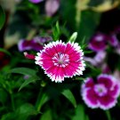 Dianthus Caryophy Chabaud Mixed Carnation 50 PCS Seeds