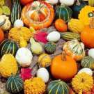 'Diamon' Pumpkin Ornamental Edible Vegetable 8 PCS Seeds
