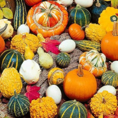 'Diamon' Pumpkin Ornamental Edible Vegetable 8 PCS Seeds