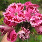 Dianthus barbatus L. American Pink Perennial Flowers 50 PCS Seeds