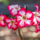 Desert Rose Pink Serious Flowers 2 PCS Seeds Desert Rose Pink Serious Flowers 2 PCS Seeds