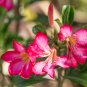 Desert Rose Pink Serious Flowers 2 PCS Seeds