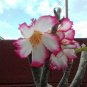 Desert Rose Pink Serious Flowers 2 PCS Seeds