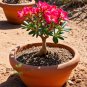 Desert Rose Mixed 120 PCS Seeds