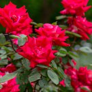 Desert Rose Bright Dark Red Double Flowers 2 PCS Seeds