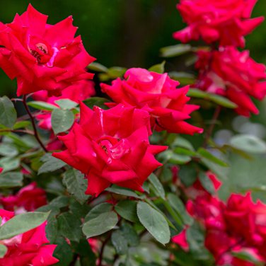 Desert Rose Bright Dark Red Double Flowers 2 PCS Seeds
