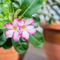 Desert Rose Red Single Petal with Light Purple Edge 1 PCS Seeds