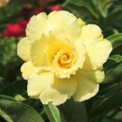 Desert Rose Fully Yellow Single Flowers 1 PCS Seeds Desert Rose Fully Yellow Single Flowers 1 PCS Seeds