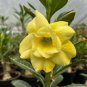 Desert Rose Fully Yellow Single Flowers 1 PCS Seeds