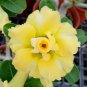 Desert Rose Fully Yellow Single Flowers 1 PCS Seeds