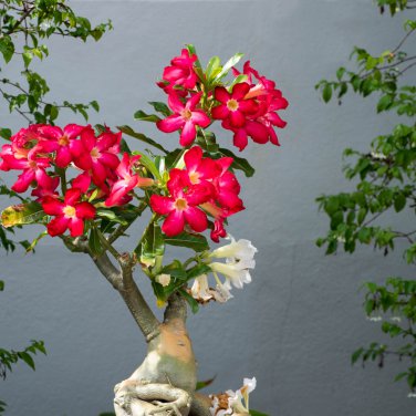 Desert Rose Bonsai Ornamental Plants Balcony Potted Flowers 100 PCS Seeds