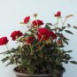 Desert Rose Bonsai Ornamental Plants Balcony Potted Flowers 100 PCS Seeds