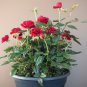 Desert Rose Bonsai Ornamental Plants Balcony Potted Flowers 100 PCS Seeds