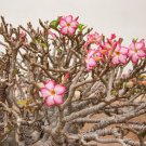Desert Rose Bonsai 1 PCS Seeds