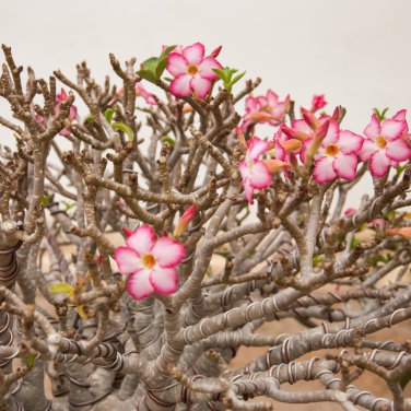 Desert Rose Bonsai 1 PCS Seeds