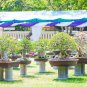 Desert Rose Bonsai 1 PCS Seeds