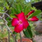 Desert Rose Bonsai 1 PCS Seeds