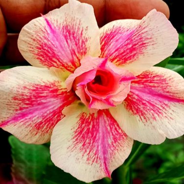Desert Rose Golden Blood Red Double Petals with Red Stripe Flower 1000 PCS Seeds