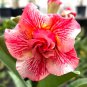Desert Rose Golden Blood Red Double Petals with Red Stripe Flower 1000 PCS Seeds