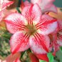 Desert Rose Golden Blood Red Double Petals with Red Stripe Flower 1000 PCS Seeds