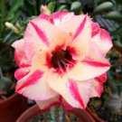 Desert Rose Golden Blood Red Double Petals with Red Stripe Flower 50 PCS Seeds Desert Rose Golden Blood Red Double Petals with Red Stripe Flower 50 PCS Seeds