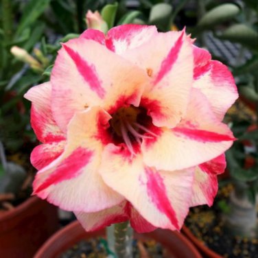 Desert Rose Golden Blood Red Double Petals with Red Stripe Flower 50 PCS Seeds