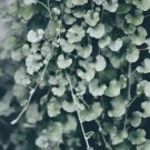 Dichondra Repens Silver Falls Emerald Falls Ground 100 PCS Seeds Dichondra Repens Silver Falls Emerald Falls Ground 100 PCS Seeds