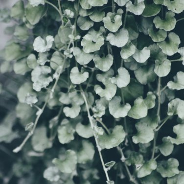 Dichondra Repens Silver Falls Emerald Falls Ground 100 PCS Seeds