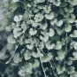 Dichondra Repens Silver Falls Emerald Falls Ground 100 PCS Seeds