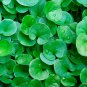Dichondra Repens Silver Falls Emerald Falls Ground 100 PCS Seeds