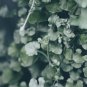 Dichondra Repens Silver Falls Emerald Falls Ground 100 PCS Seeds