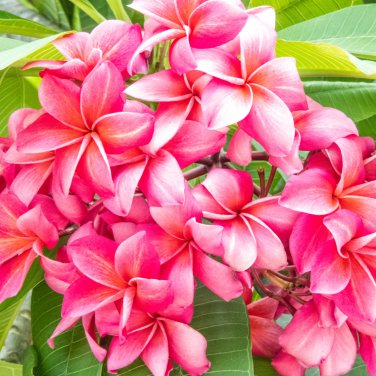 Desert Rose Adenium 2 PCS Seeds