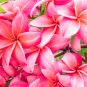 Desert Rose Adenium 2 PCS Seeds