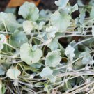 Dichondra Repens Silver Falls in Hanging Baskets 100 PCS Seeds Dichondra Repens Silver Falls in Hanging Baskets 100 PCS Seeds