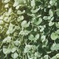 Dichondra Repens Silver Falls in Hanging Baskets 100 PCS Seeds