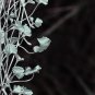 Dichondra Repens Silver Falls in Hanging Baskets 100 PCS Seeds