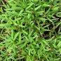 Dichondra Bonsai Emerald Falls Multi Leafed Grass Green 100 PCS Seeds