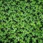 Dichondra Bonsai Emerald Falls Multi Leafed Grass Green 100 PCS Seeds