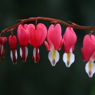Dicentra Spectabilis Bonsai Bleeding Heart Classic Cottage Garden 100 PCS Seeds Dicentra Spectabilis Bonsai Bleeding Heart Classic Cottage Garden 100 PCS Seeds
