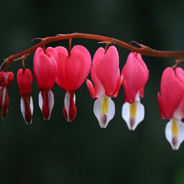 Dicentra Spectabilis Bonsai Bleeding Heart Classic Cottage Garden 100 PCS Seeds
