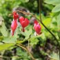 Dicentra Spectabilis Bonsai Bleeding Heart Classic Cottage Garden 100 PCS Seeds