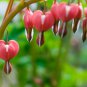 Dicentra Spectabilis Bonsai Bleeding Heart Classic Cottage Garden 100 PCS Seeds