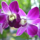 Dendrobium officinale (Flower Powder) Purpel Flowers 1 SeedsPCS Seeds Dendrobium officinale (Flower Powder) Purpel Flowers 1 SeedsPCS Seeds