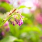Dendrobium officinale (Flower Powder) Purpel Flowers 1 SeedsPCS Seeds